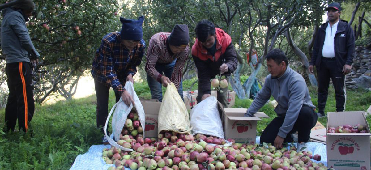 जुम्लामा यो वर्ष २० हजार ५११ मेट्रिक टन स्याउ उत्पादन