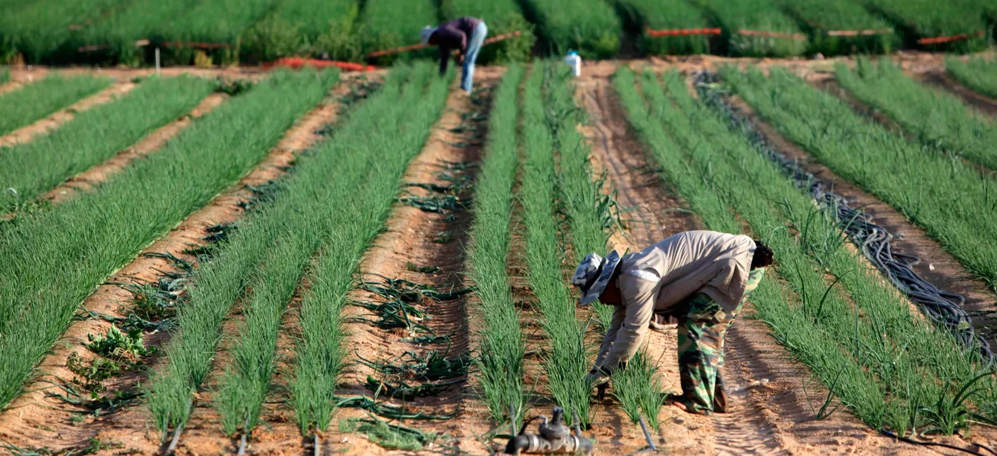 इजरायलले ९२ हजार विदेशी कामदार लैजाने, सबैभन्दा धेरै कृषिमा