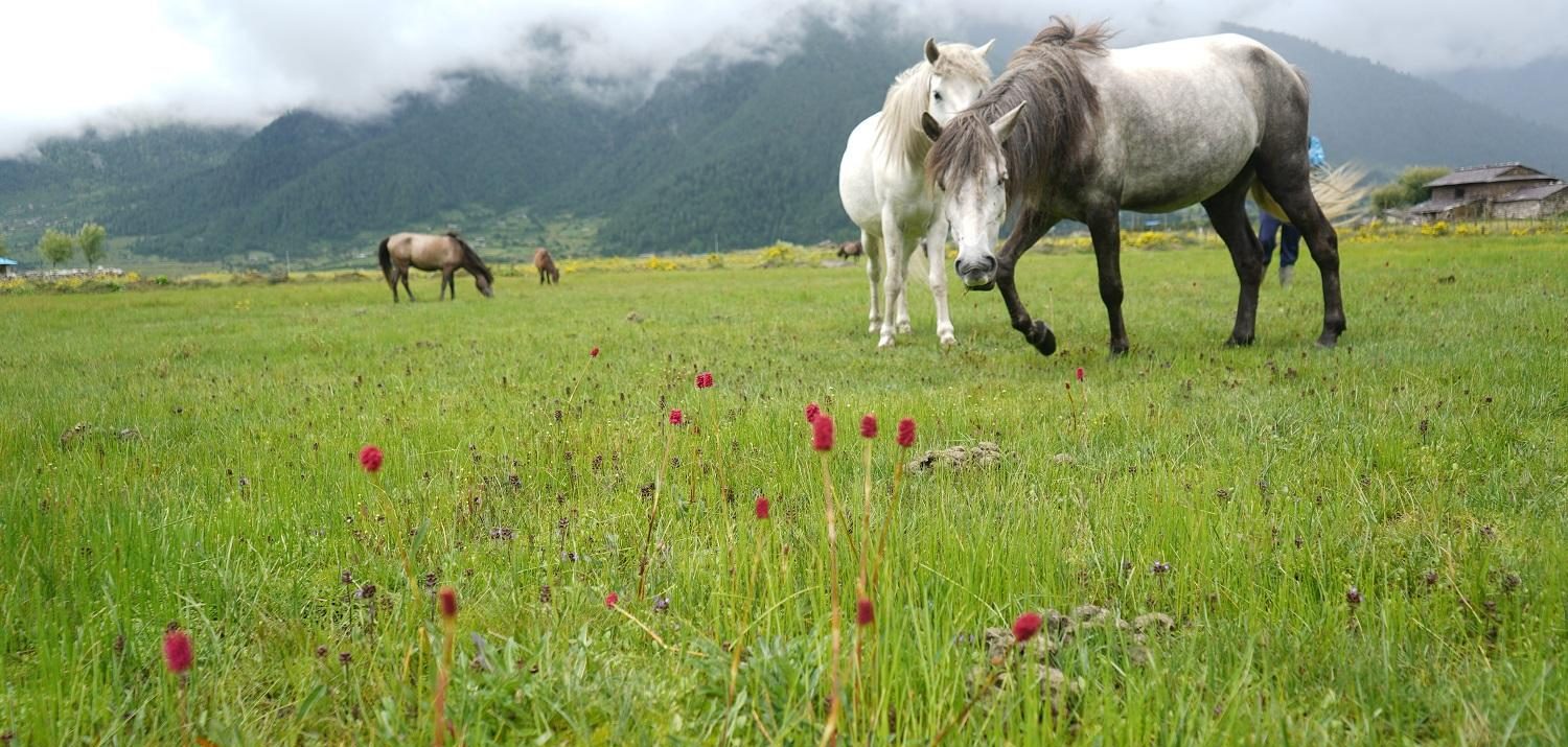 ढोरपाटन सिकार आरक्षको २०० हेक्टर जमिन अतिक्रमण