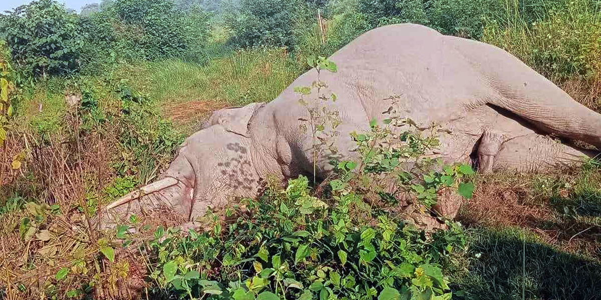 बारामा वयस्क हात्ती मृत फेला