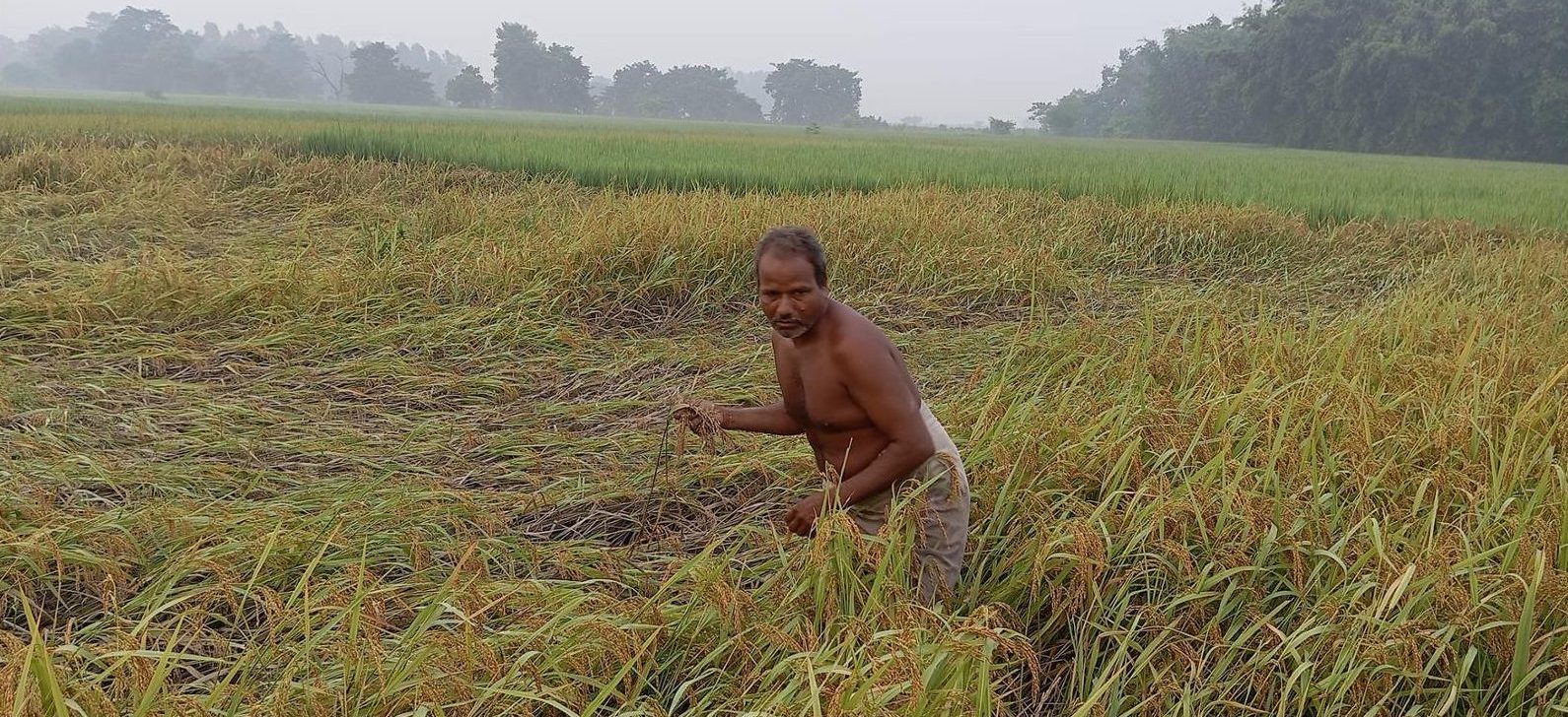 सुनसरीका किसान भन्छन् – यसपटकको दशैं दशा भएर आयो