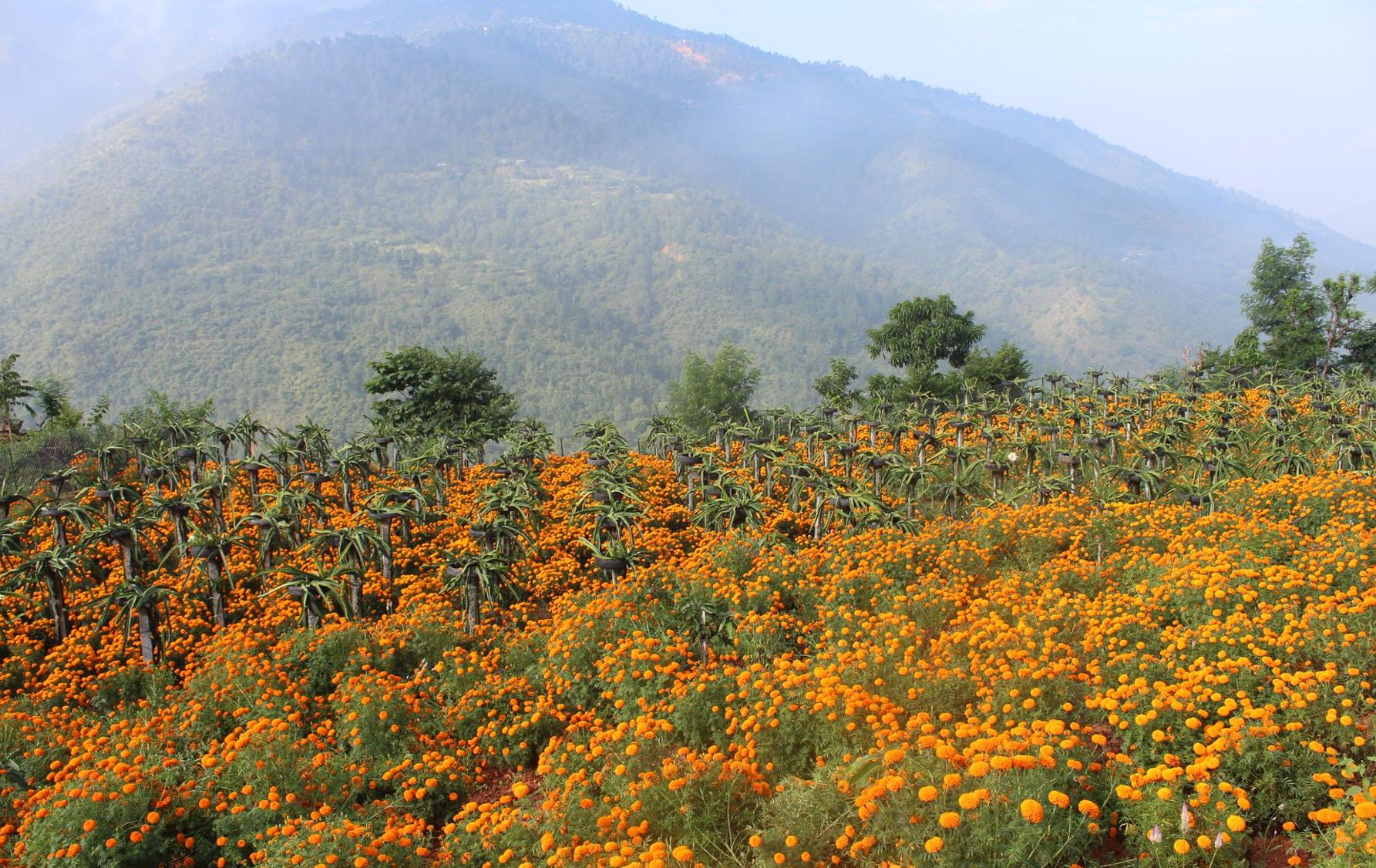 ड्रागन फ्रुटसँगै सयपत्री फूलको खेती