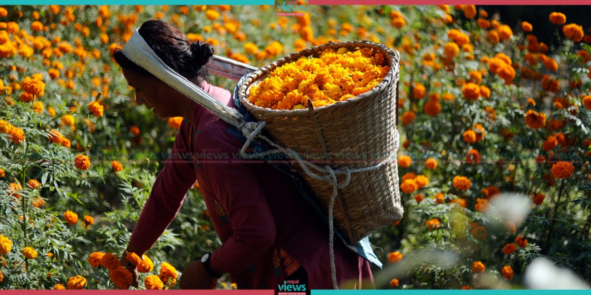 तिहार डाक्दै सयपत्री (तस्वीरहरू)