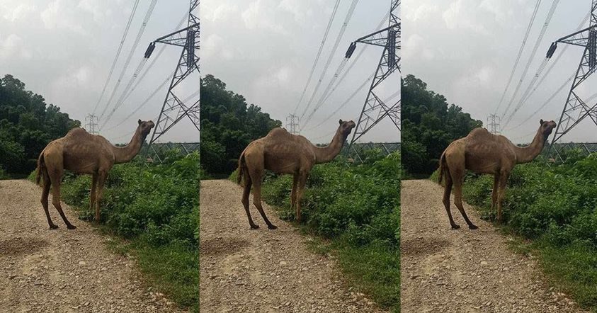 सिन्धुलीमा भेटियो उँट, कहाँबाट आयो ?