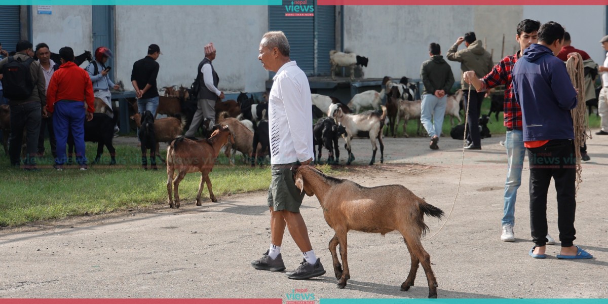 खाद्यले भित्र्यायो खसीबोका, छुटसहित किलोको ६६० मा बिक्री गरिने (तस्बिरहरू)