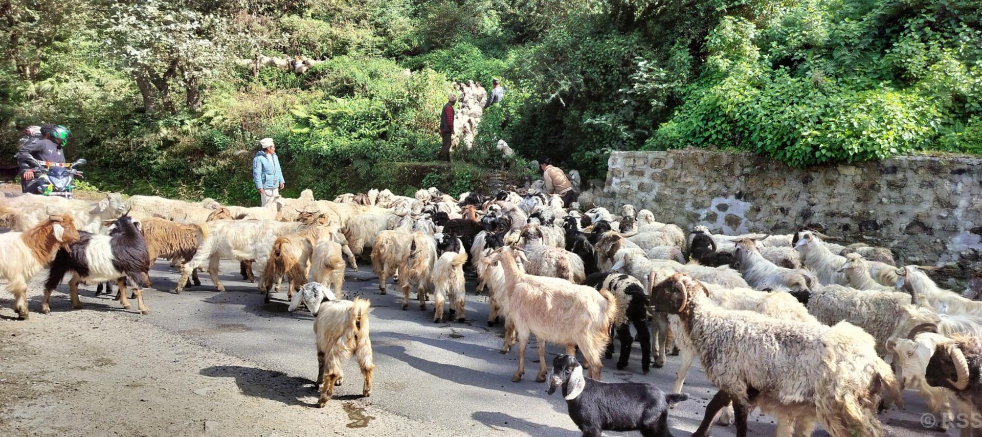 यसपटक चाँडै बेँसी झरे हिमाली भेगका भेडापालक किसान