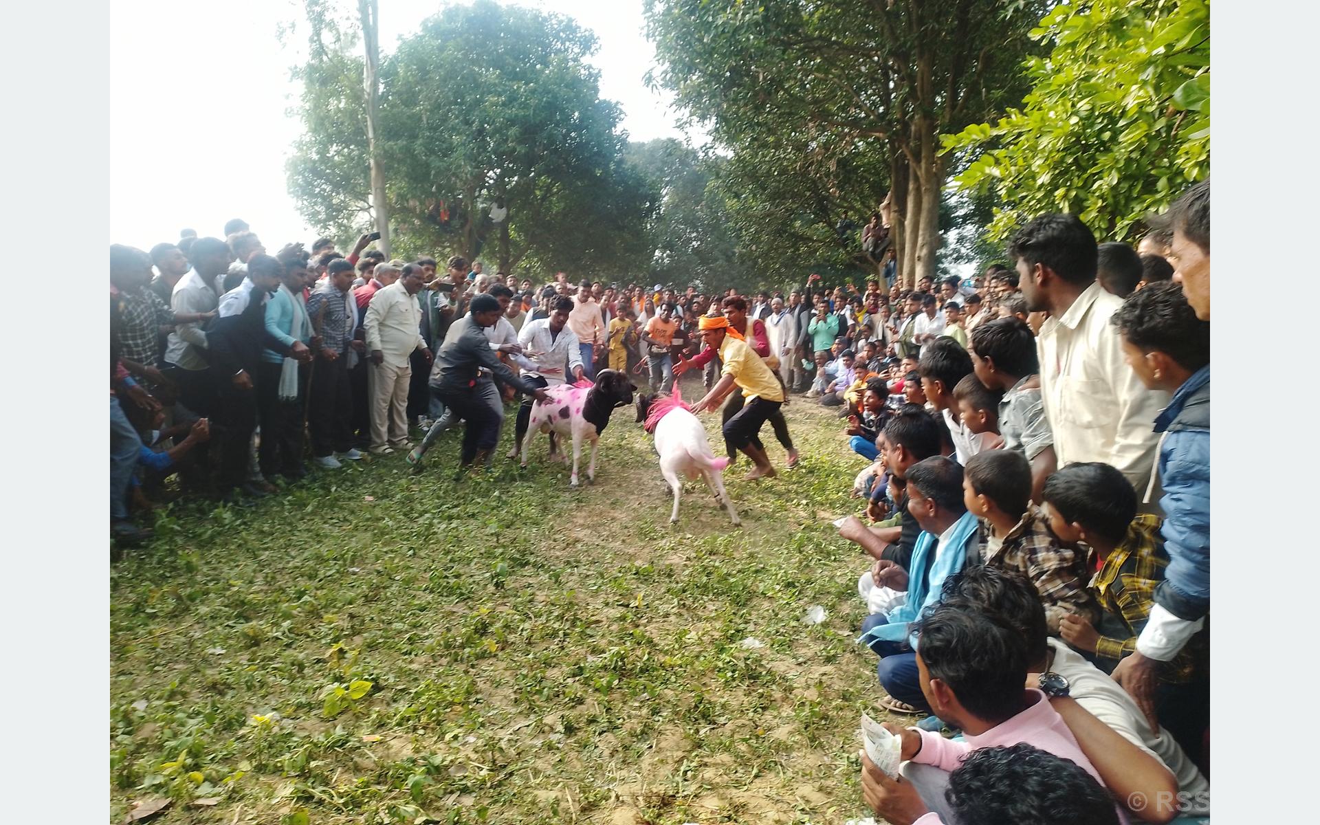 बाँकेमा भेडा जुधाइको रौनक