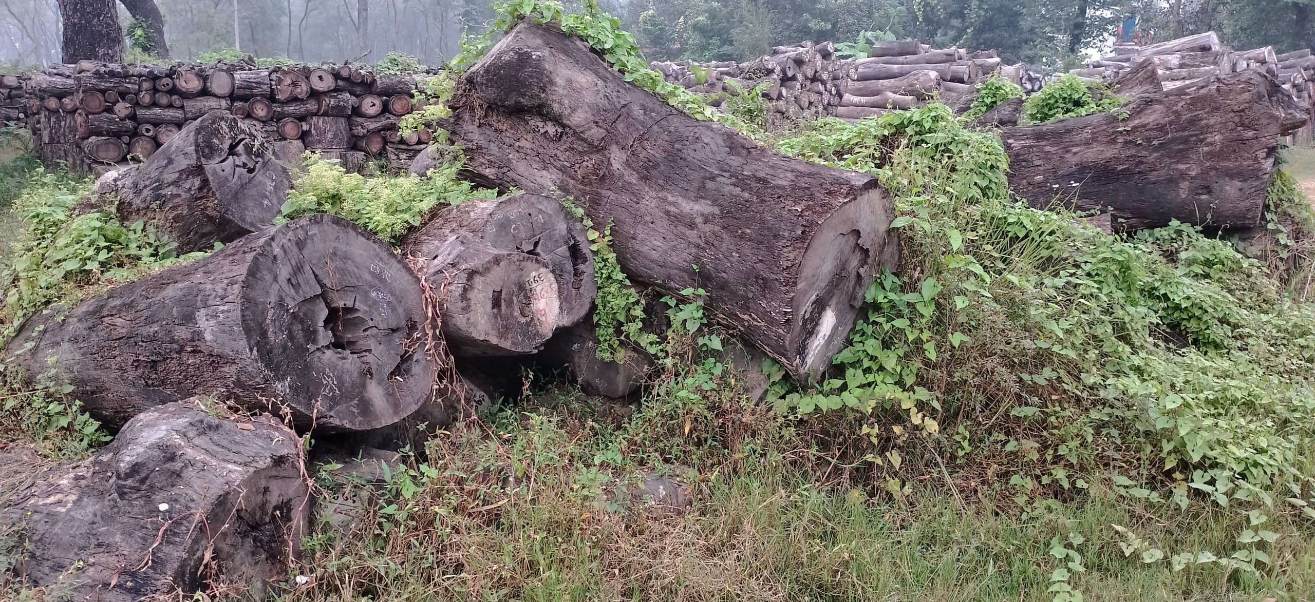 सड्न थाले एक लाख ५० हजार क्युफिट काठ, प्रदेशको वन नीति संशोधन गर्न सरोकारवालाको माग