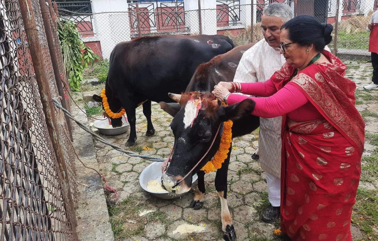 राष्ट्रपतिले गरे गाई पूजा