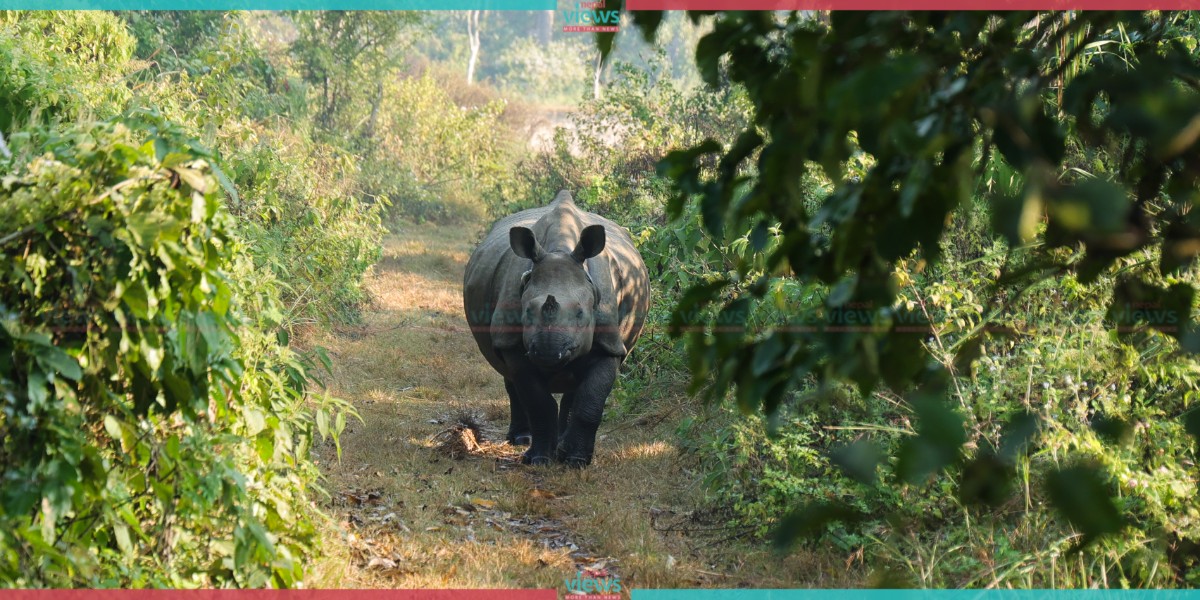 कुमरोजमा जङ्गल सफारी गर्दा जे देखियो (तस्वीरहरू)