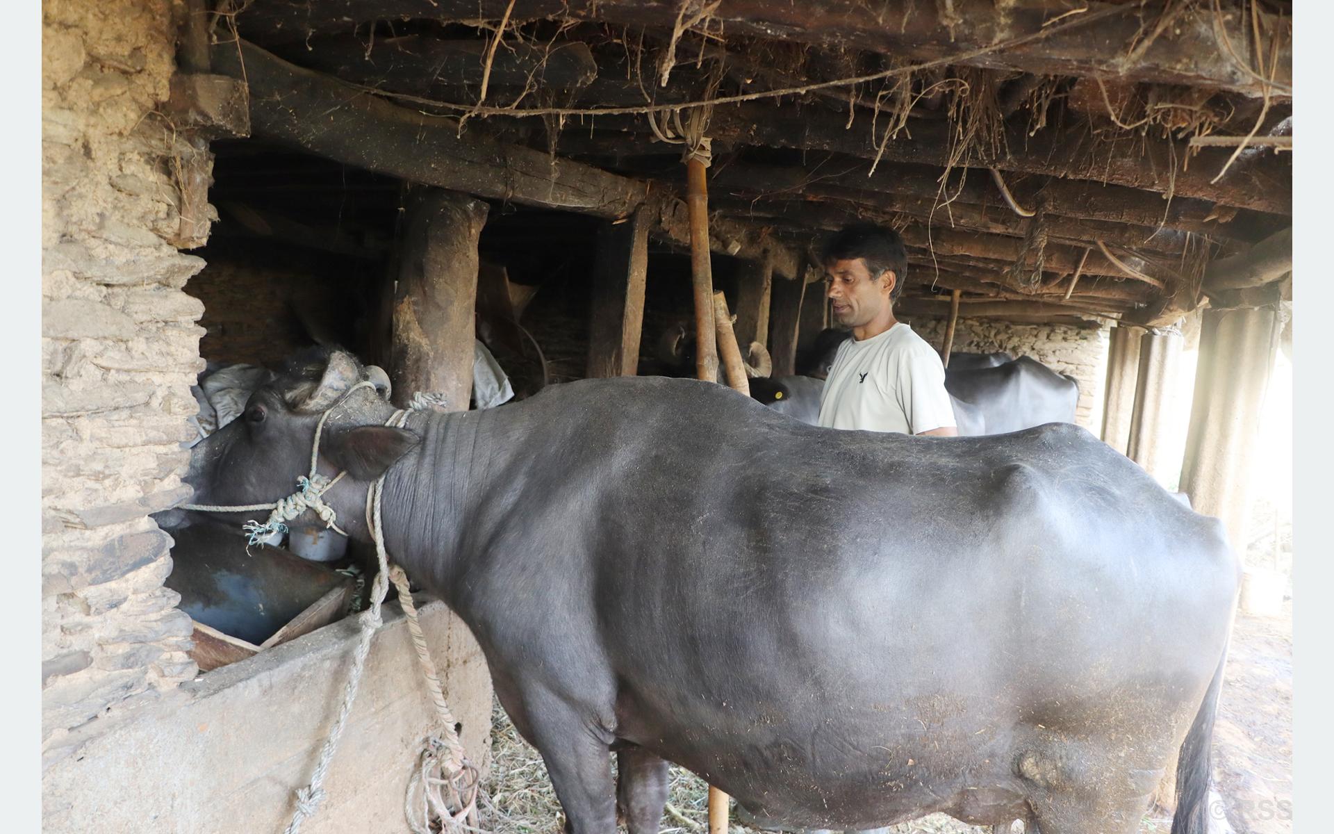 दूध बेचेर वार्षिक २० लाख कमाउँछन् सुरेश