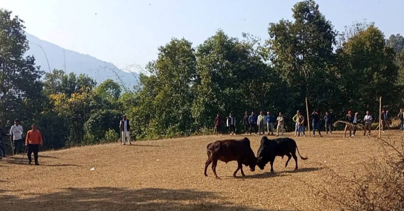 परेवाडाँडामा जुधे २० वटा गोरु