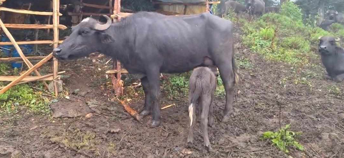 कर्णालीमा २ लाख १७ हजारभन्दा बढी गाईभैँसी दुहुना, वार्षिक ४३ करोड आम्दानी