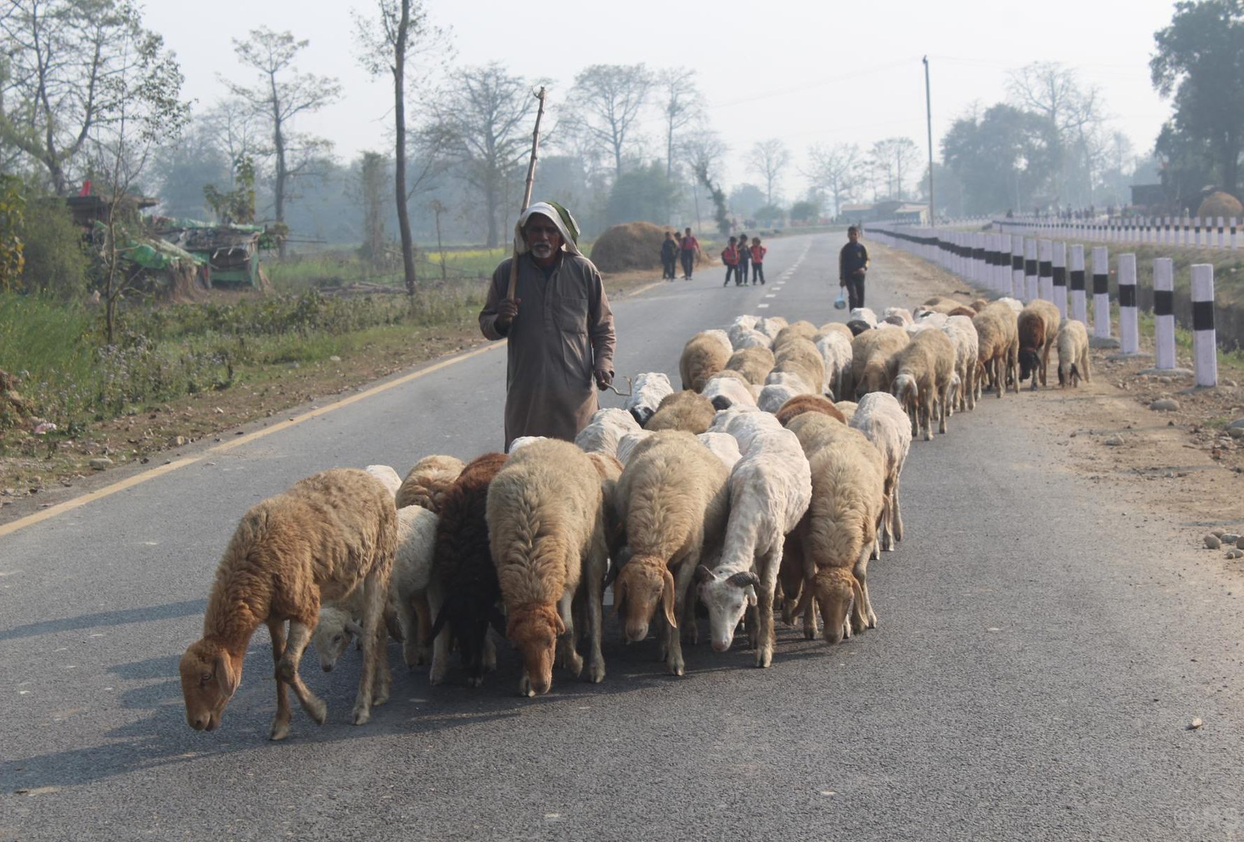 बिक्री भएन ऊन, विस्थापित हुने जोखिममा ‘भेडिहार’