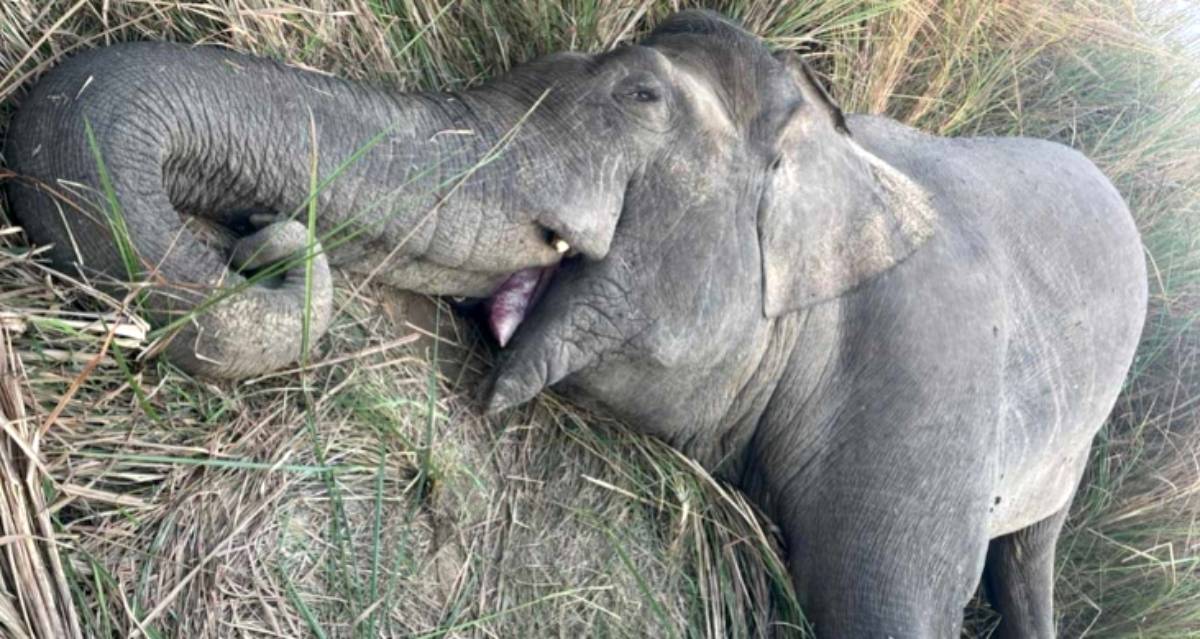 आर्मीको गोलीबाट जङ्गली हात्ती मकुनाको मृत्यु