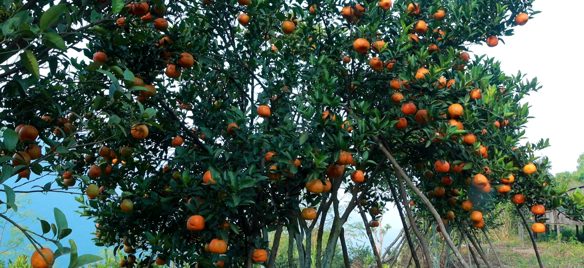 नवलपुरमा नौ करोडको सुन्तला उत्पादन