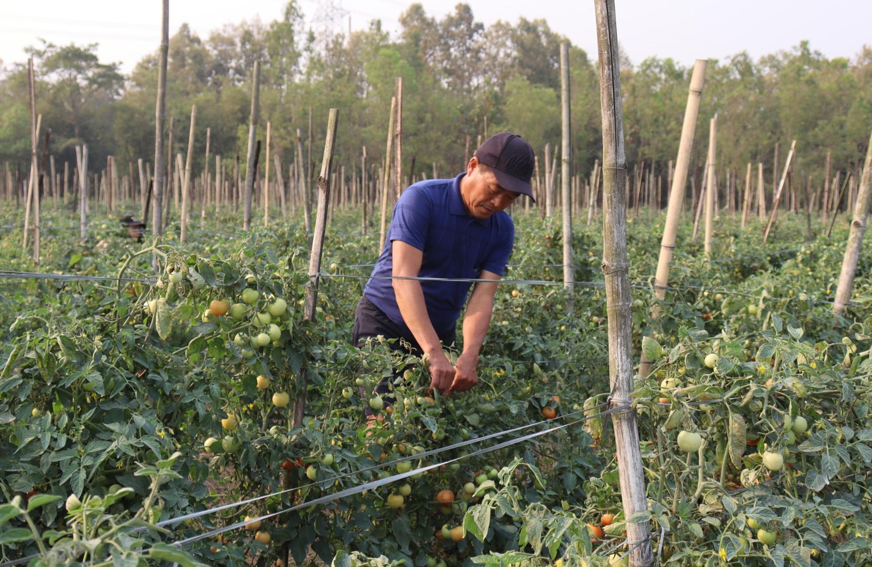 सागसब्जी बेचेर मासिक एक लाख आर्जन